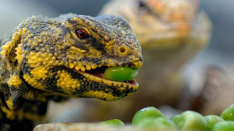 Bearded Dragon Eating Pea