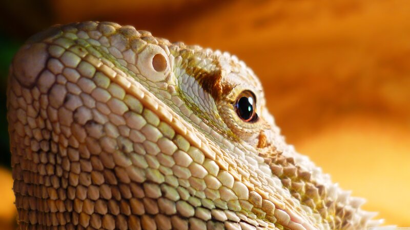 Bearded Dragon Head