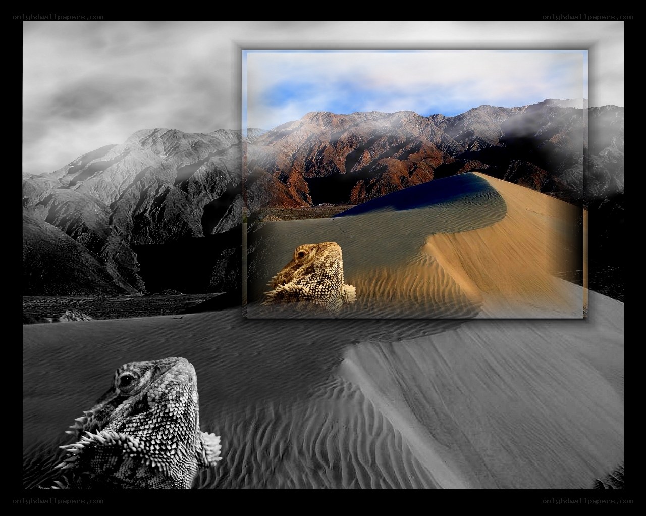 Bearded dragon in desert landscape