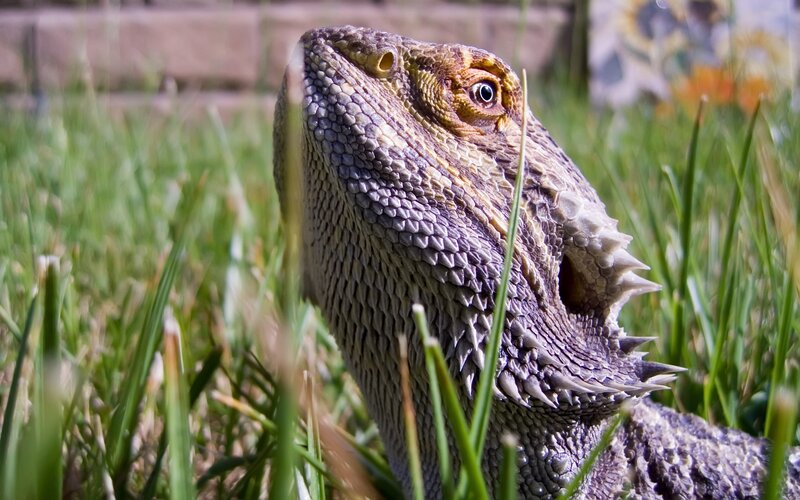 Bearded Dragon in Grass — Green, Calm