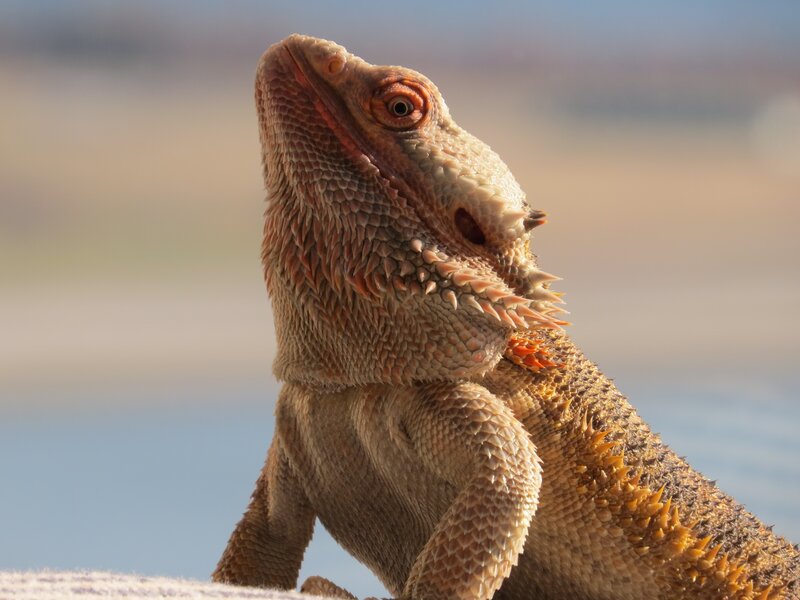 bearded dragon in sunlight