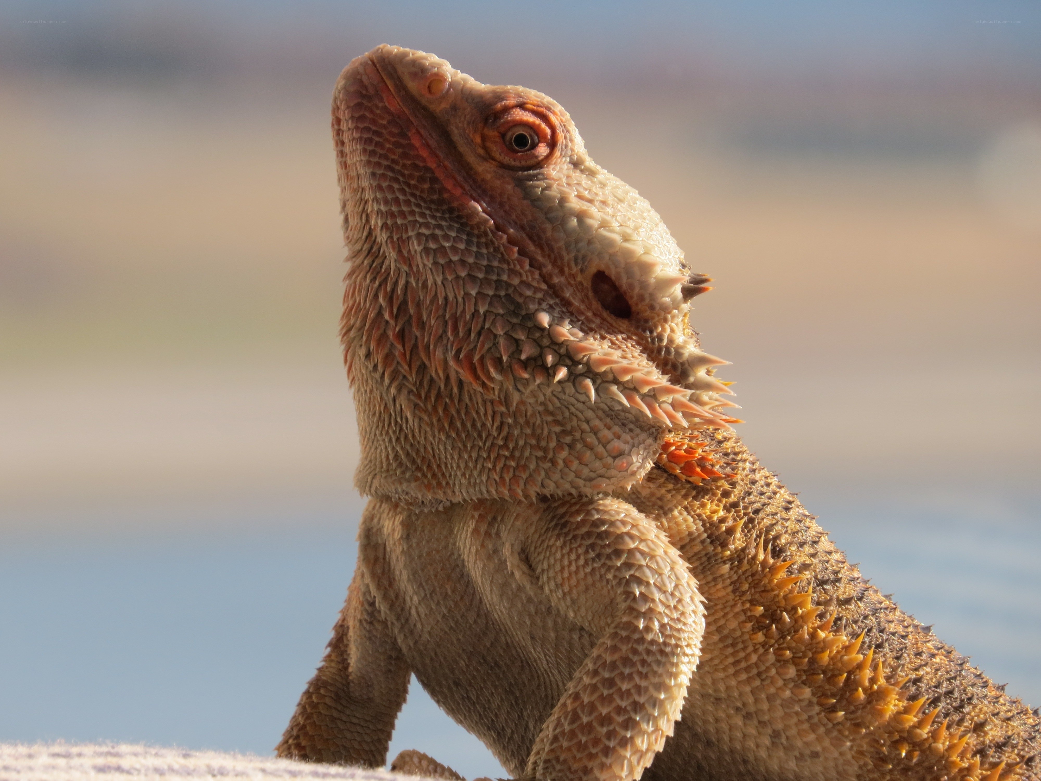 bearded dragon in sunlight