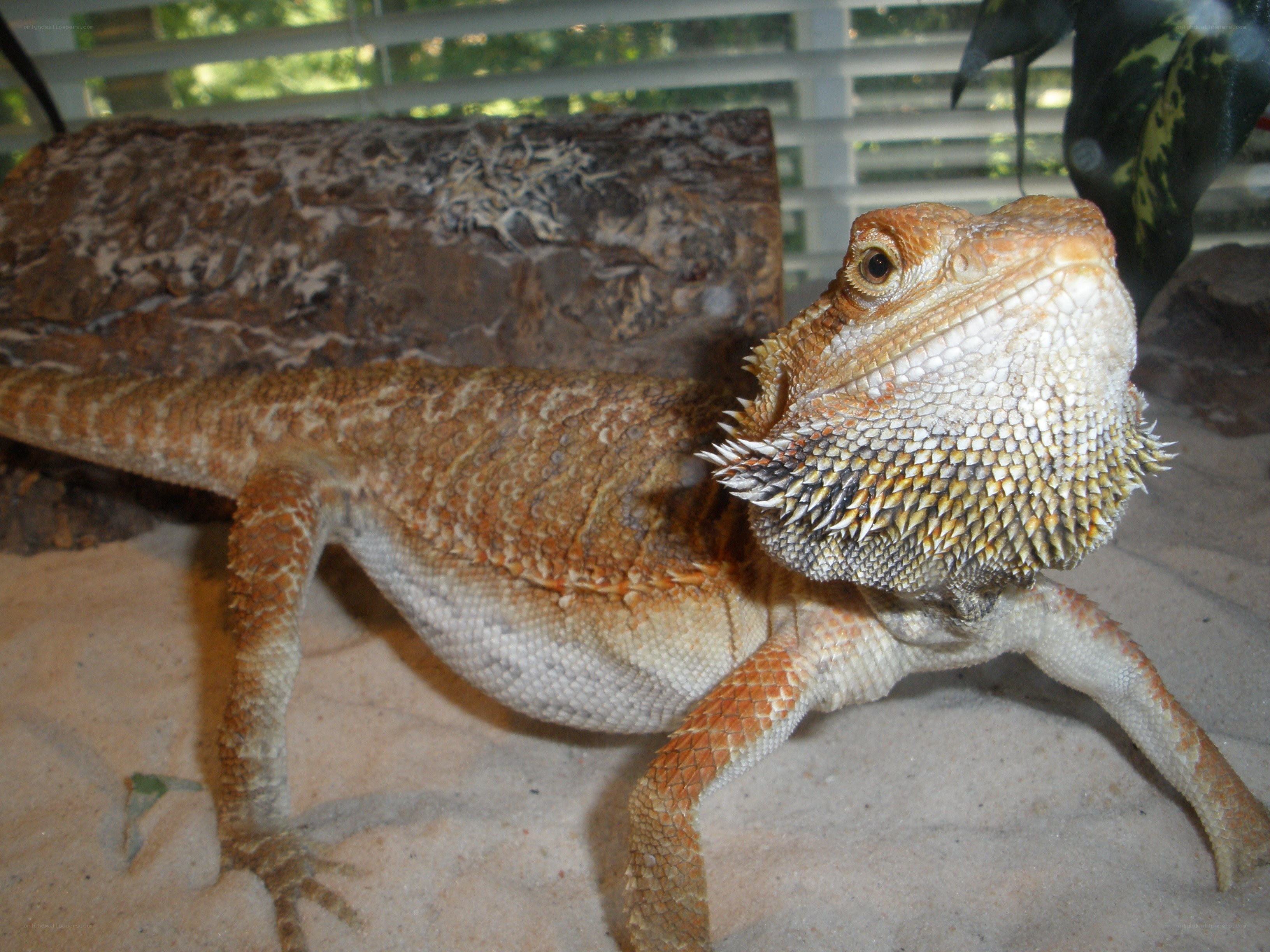 bearded dragon in terrarium