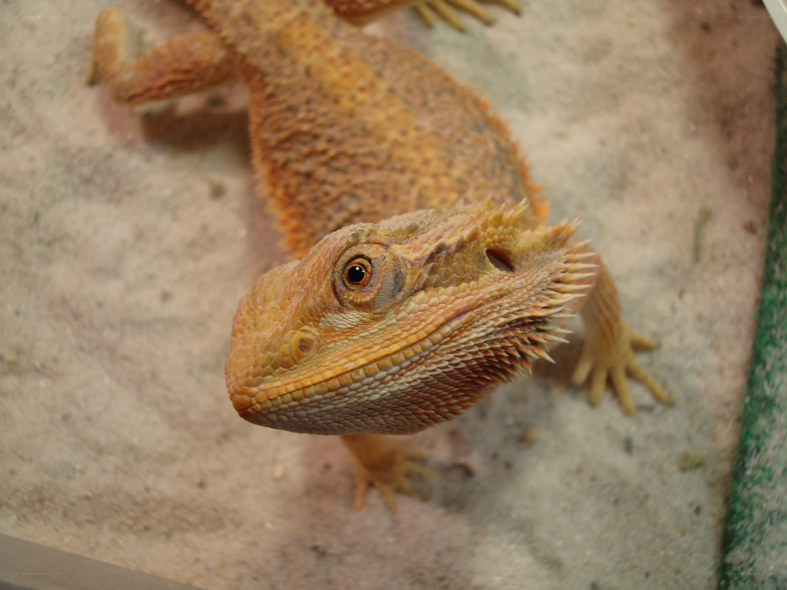 bearded dragon lizard