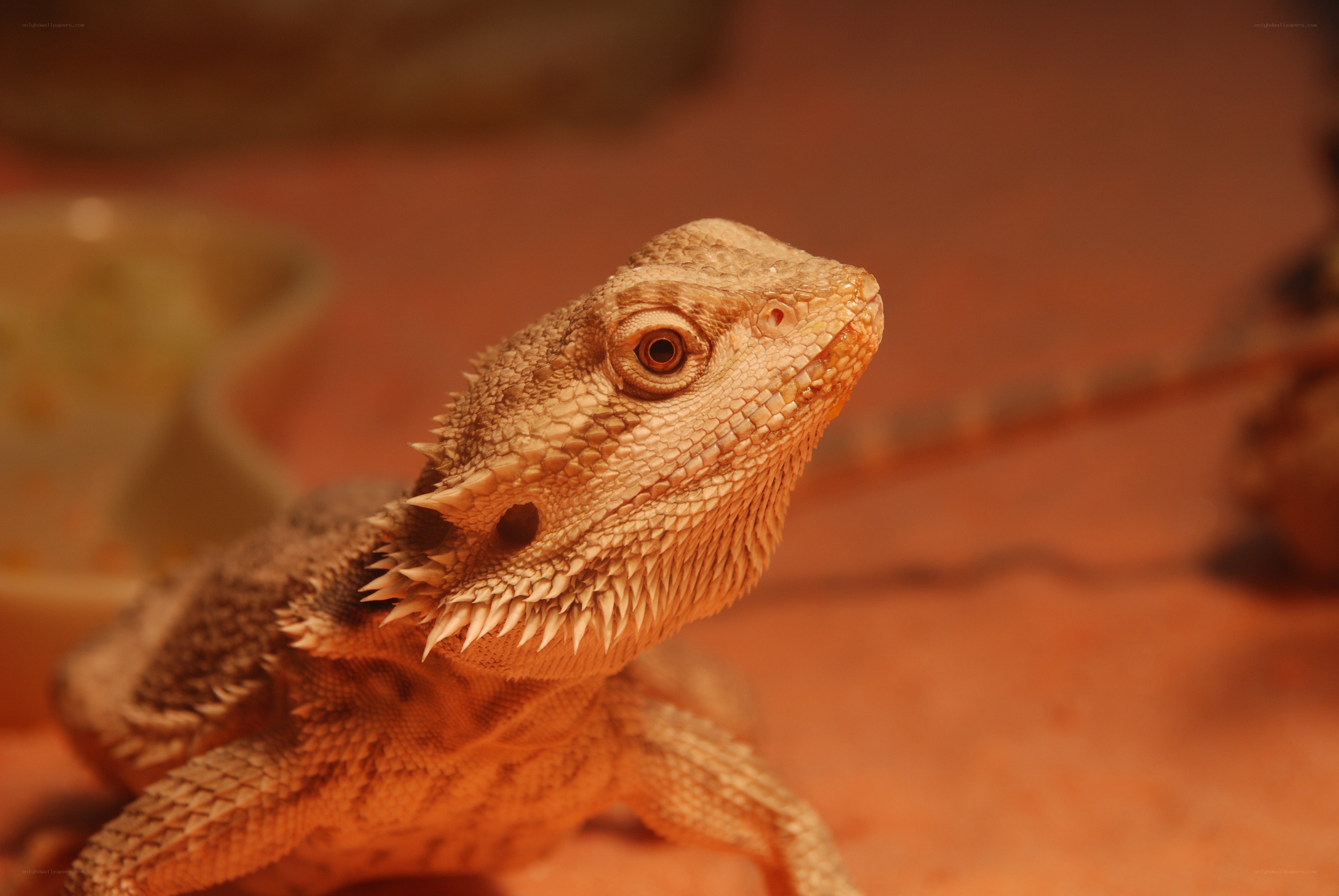 bearded dragon lizard
