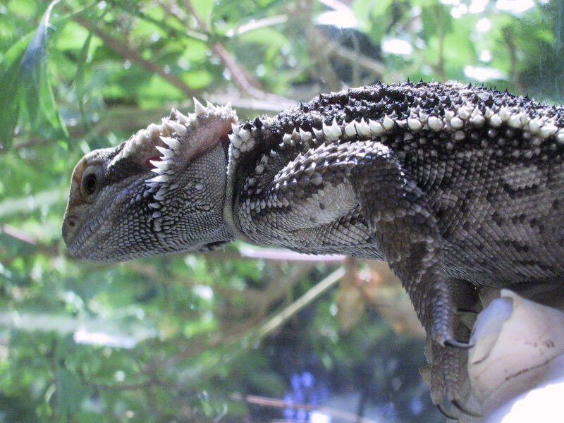 bearded dragon lizard