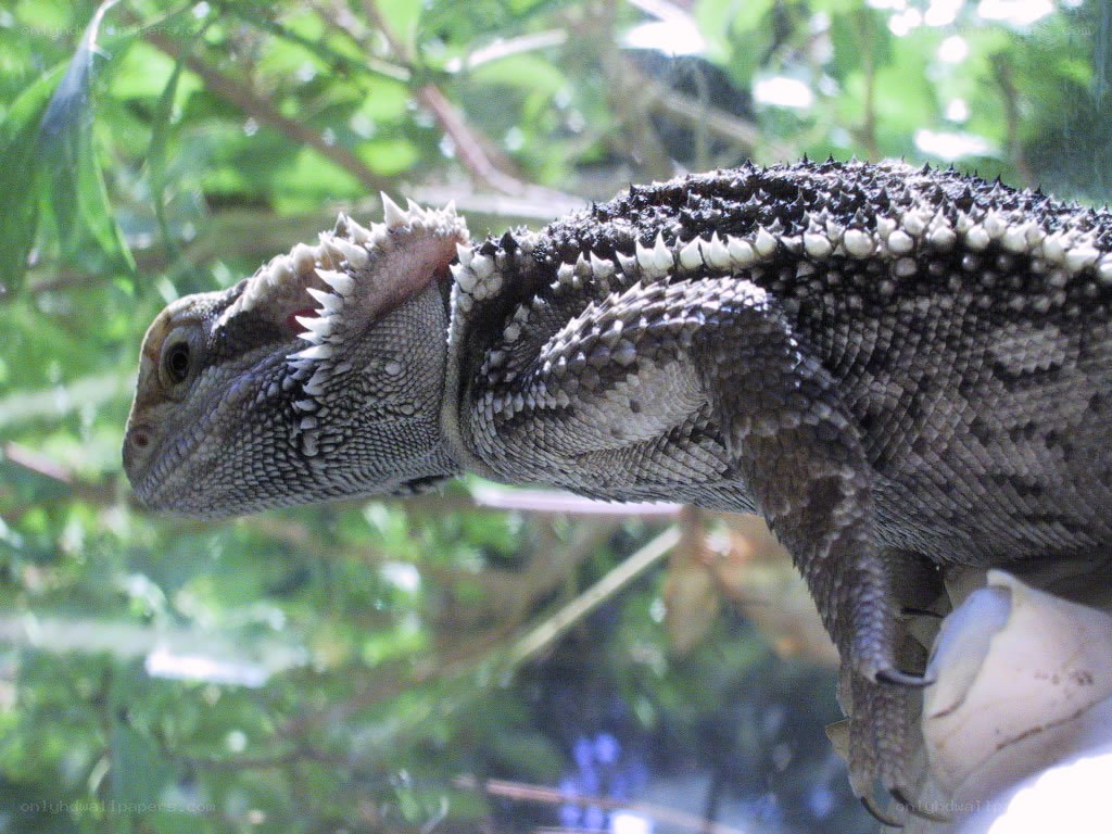 bearded dragon lizard