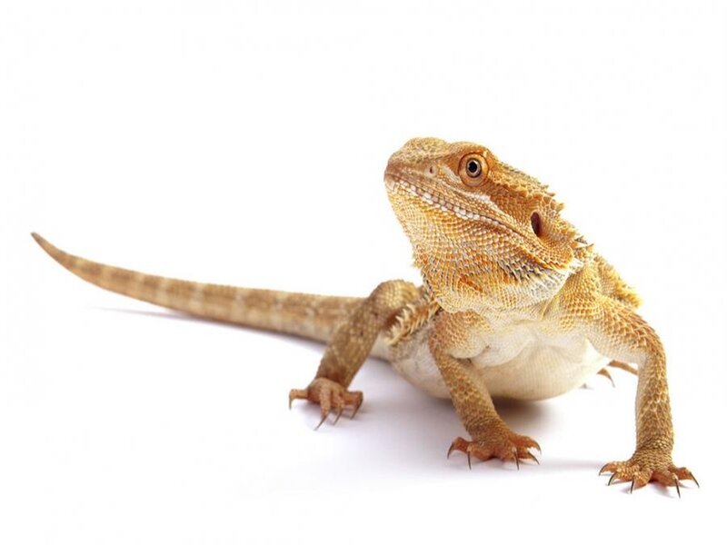 bearded dragon lizard