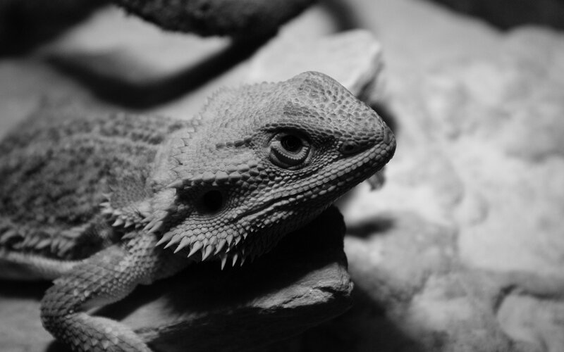 Bearded Dragon Lizard — Black, Dramatic, Photograph