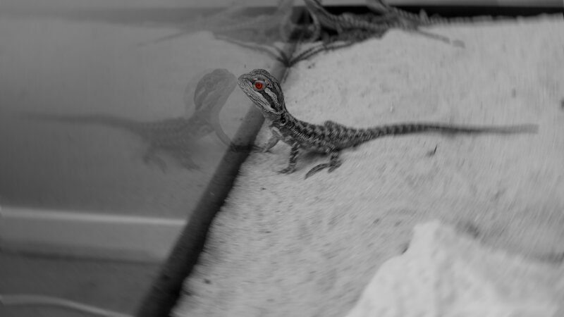 Bearded Dragon Lizard — Black, Dramatic