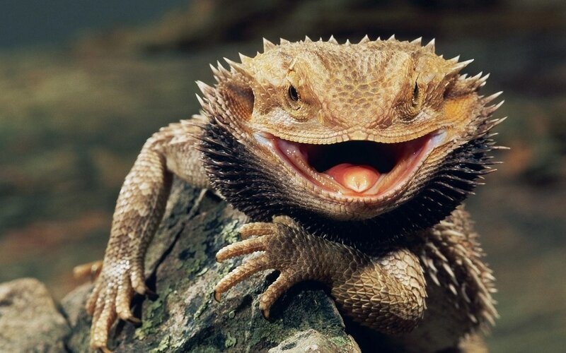 Bearded Dragon Lizard — Brown, Alert, Photograph