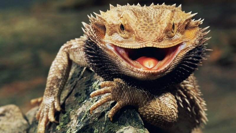 Bearded Dragon Lizard — Brown, Alert