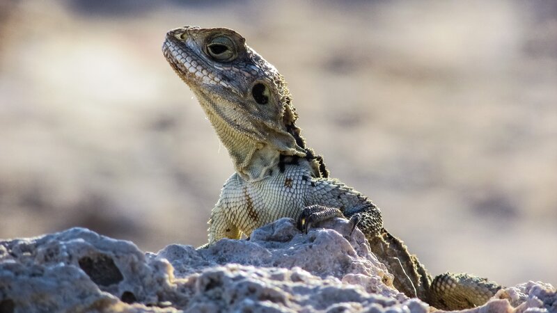 Bearded Dragon Lizard — Brown, Calm, Afternoon