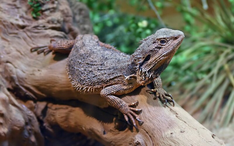 Bearded Dragon Lizard — Brown, Calm, Photograph, Log