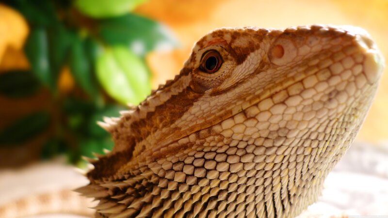 Bearded Dragon Lizard — Brown, Calm, Photograph, Plant
