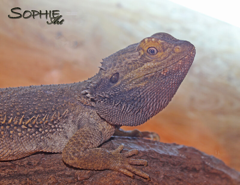Bearded Dragon Lizard — Brown, Calm, Photograph, Rock