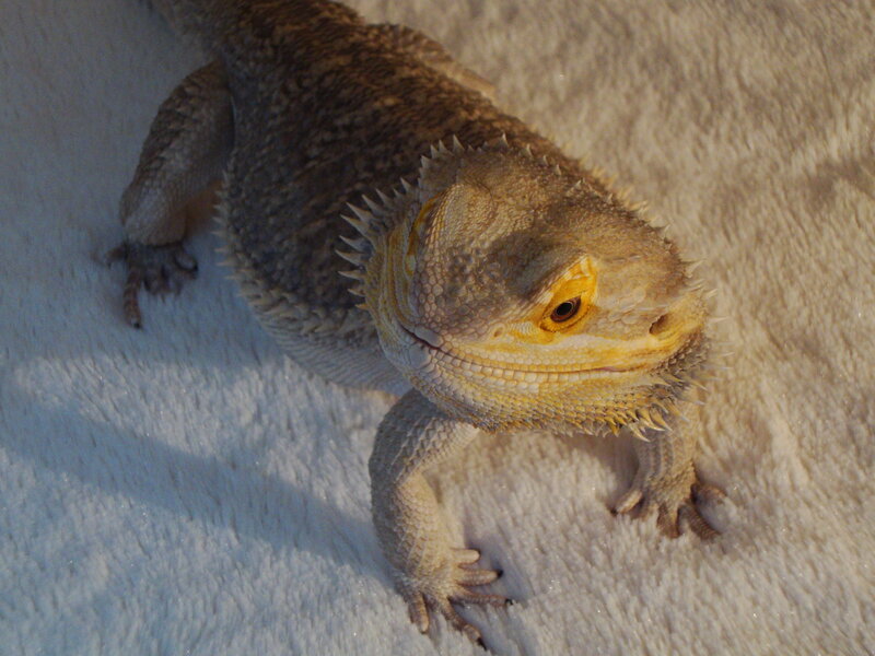 Bearded Dragon Lizard — Brown, Calm, Photograph