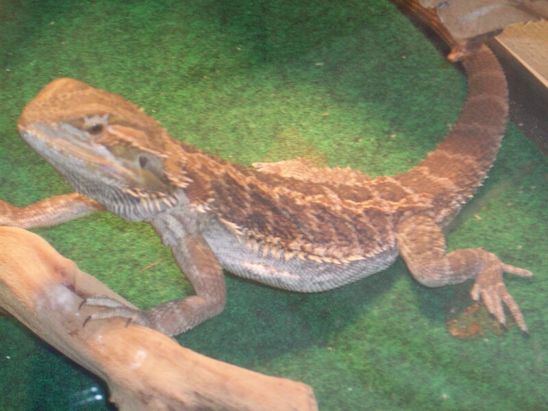 Bearded Dragon Lizard — Brown, Calm