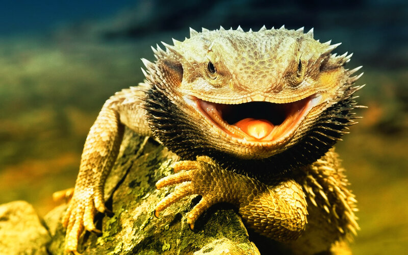 Bearded Dragon Lizard — Brown, Dramatic, Photograph, Rock