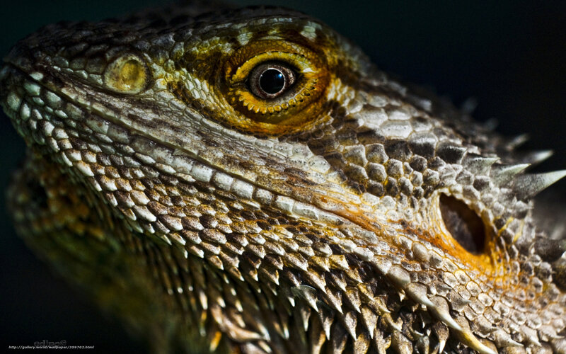 Bearded Dragon Lizard — Brown, Dramatic, Photograph
