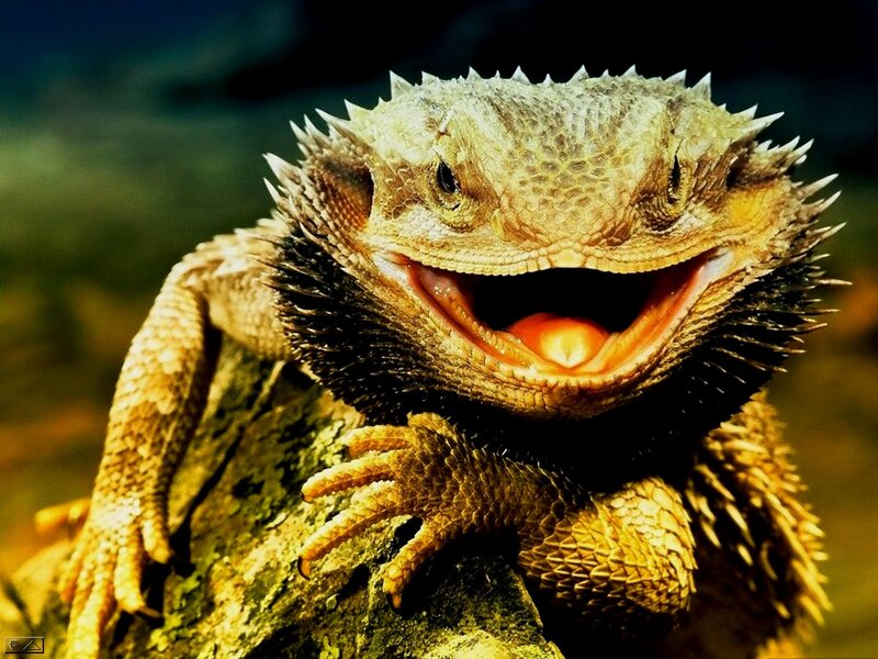 Bearded Dragon Lizard — Brown, Dramatic