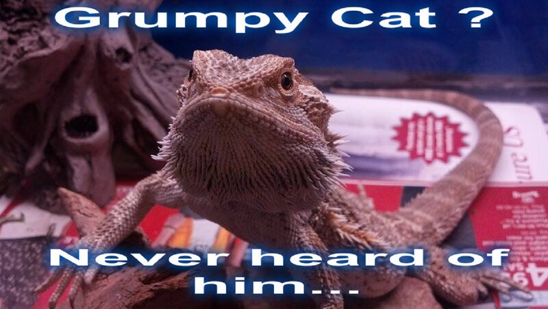 Bearded Dragon Lizard — Brown, Humorous