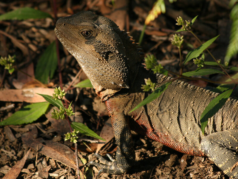 Bearded Dragon Lizard — Brown, Natural, Afternoon