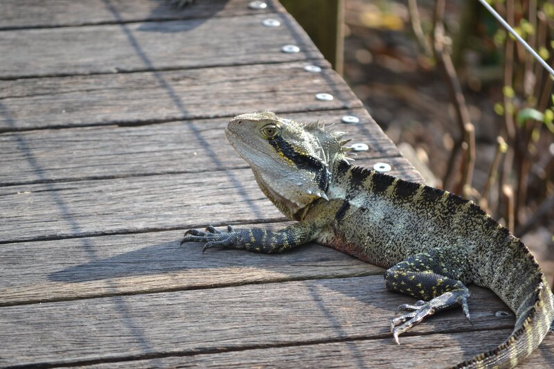 Bearded Dragon Lizard — Brown