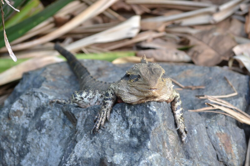 Bearded Dragon Lizard — Gray, Calm