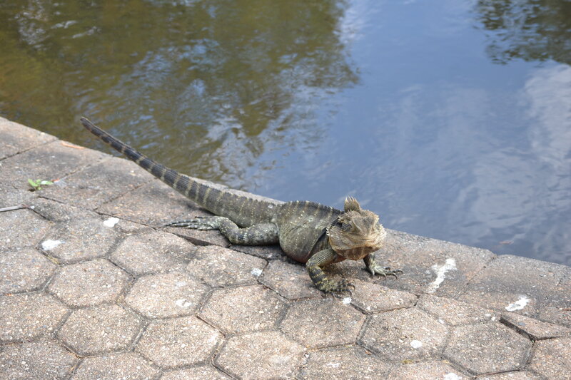 Bearded Dragon Lizard — Gray