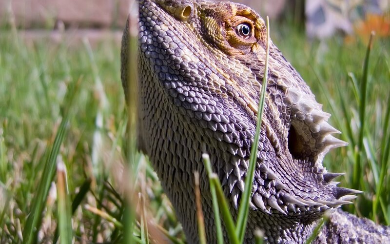 Bearded Dragon Lizard — Green, Calm, Afternoon, Photograph, Grass