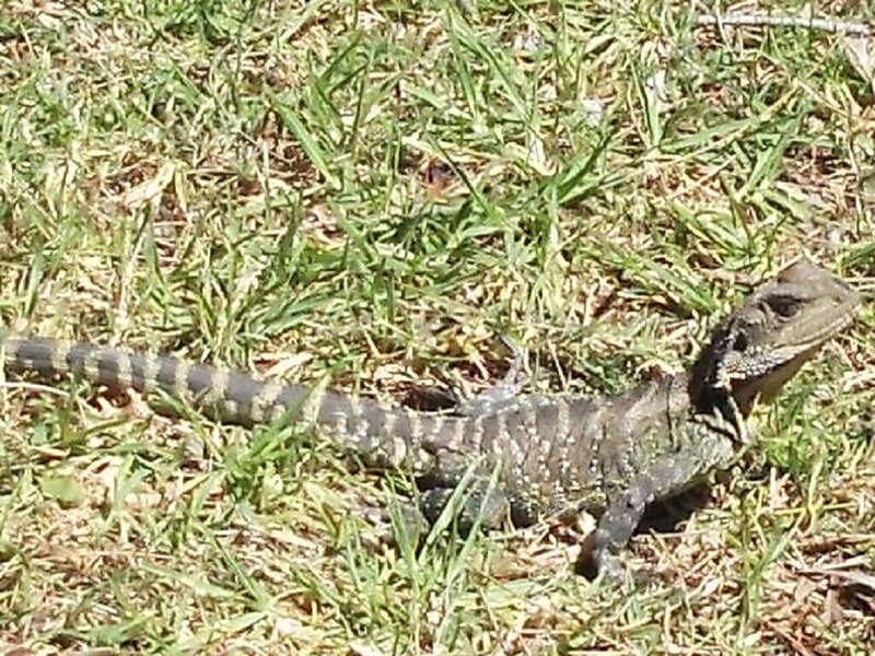 Bearded Dragon Lizard — Green, Calm, Afternoon, Photograph