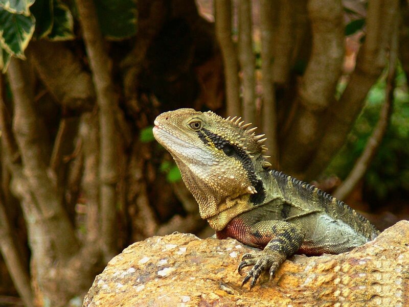 Bearded Dragon Lizard — Green, Calm, Afternoon