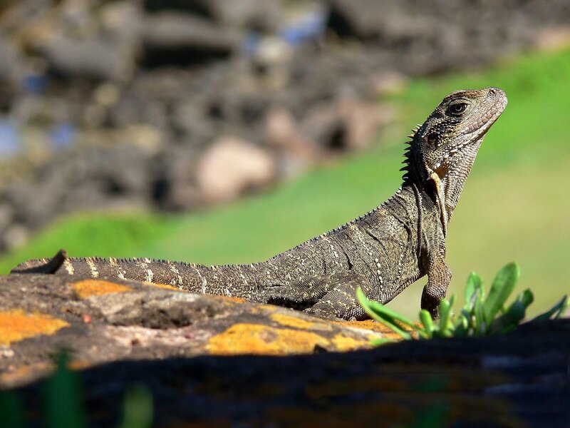 Bearded Dragon Lizard — Green, Calm
