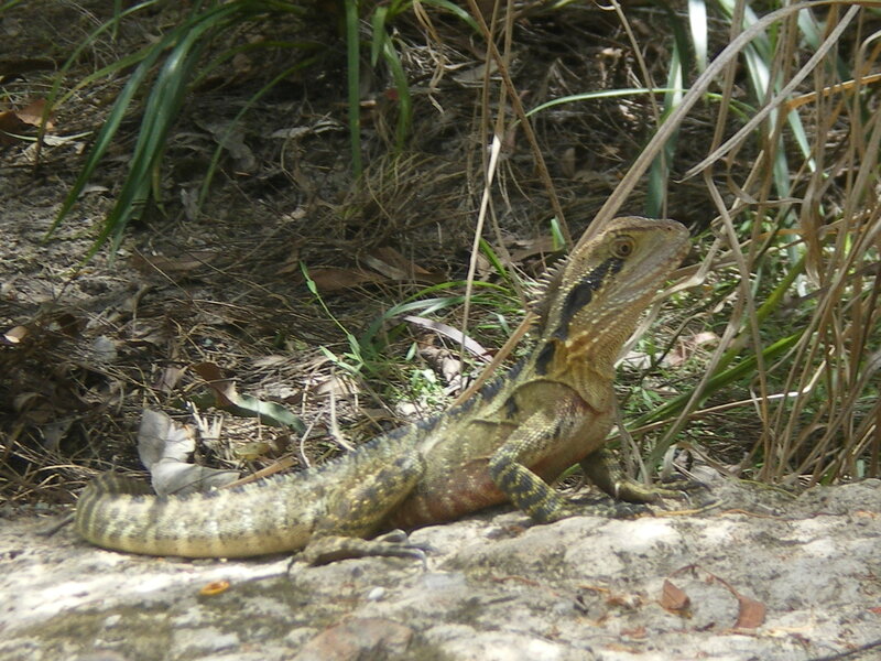 Bearded Dragon Lizard — Green, Natural