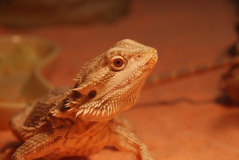 Bearded Dragon Lizard — Orange, Calm