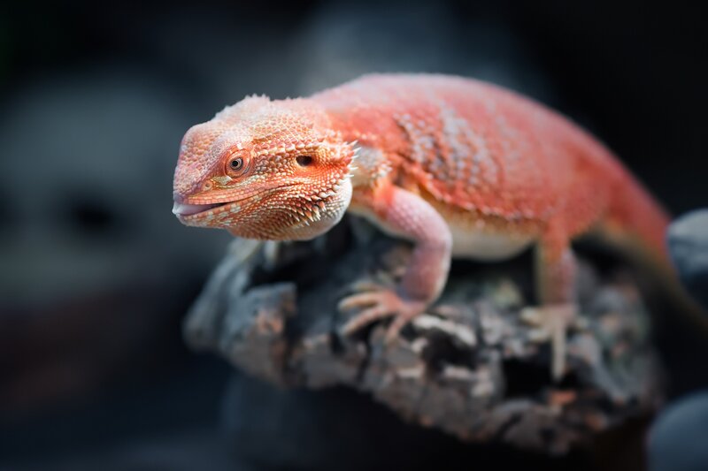 Bearded Dragon Lizard — Orange