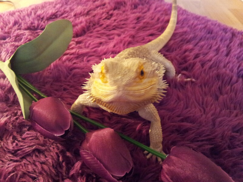 Bearded Dragon Lizard — Purple, Calm, Photograph