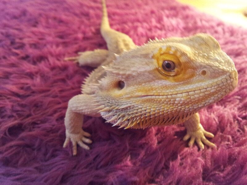 Bearded Dragon Lizard — Purple, Calm