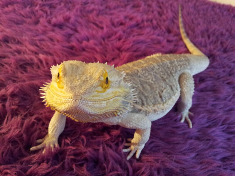 Bearded Dragon Lizard — Purple
