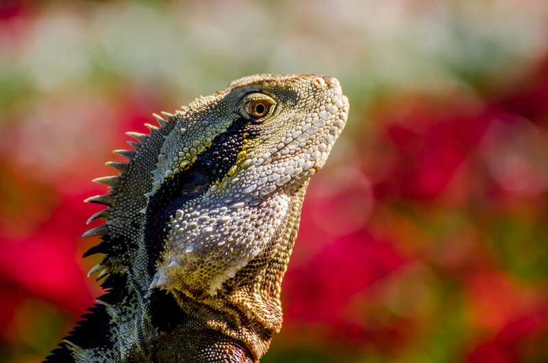 Bearded Dragon Lizard — Red