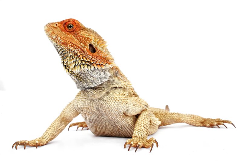 bearded dragon lizard