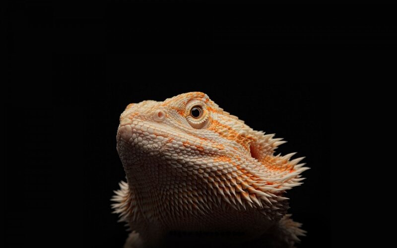 Bearded Dragon Lizard — White