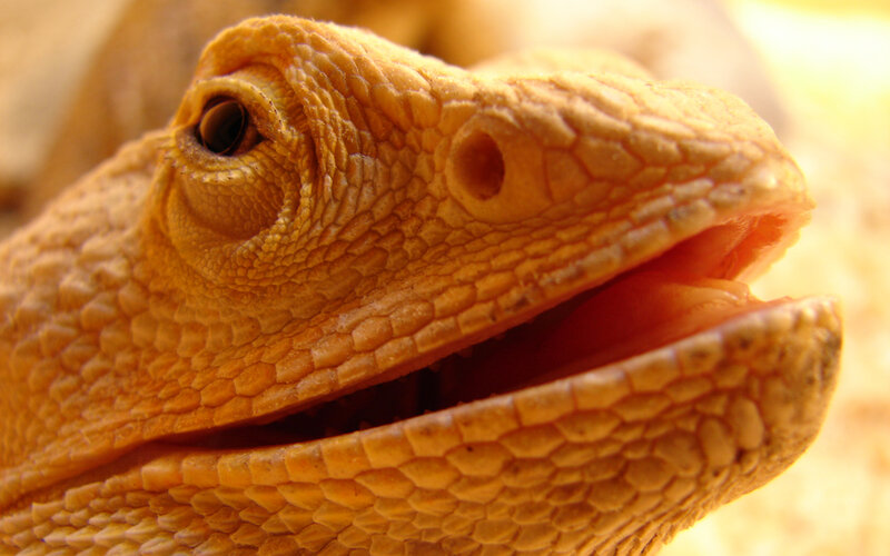 Bearded Dragon Lizard — Yellow, Calm