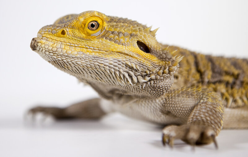 Bearded Dragon Lizard — Yellow