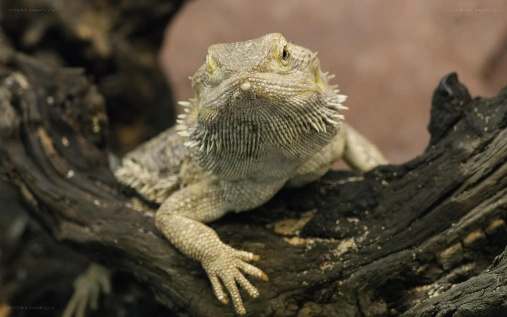 bearded dragon on a branch