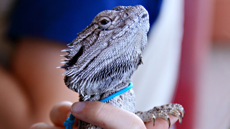 bearded dragon on a leash