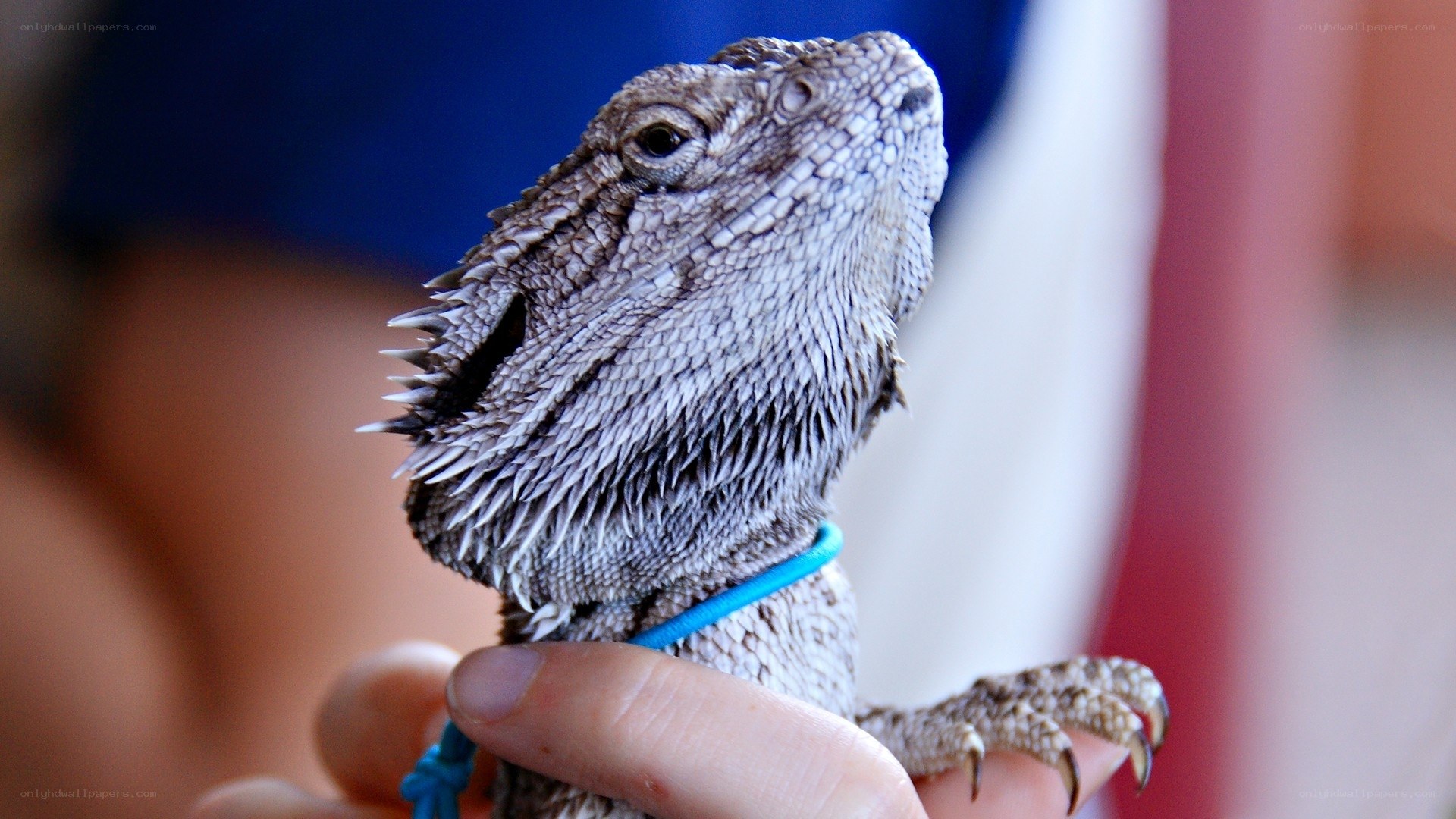 bearded dragon on a leash