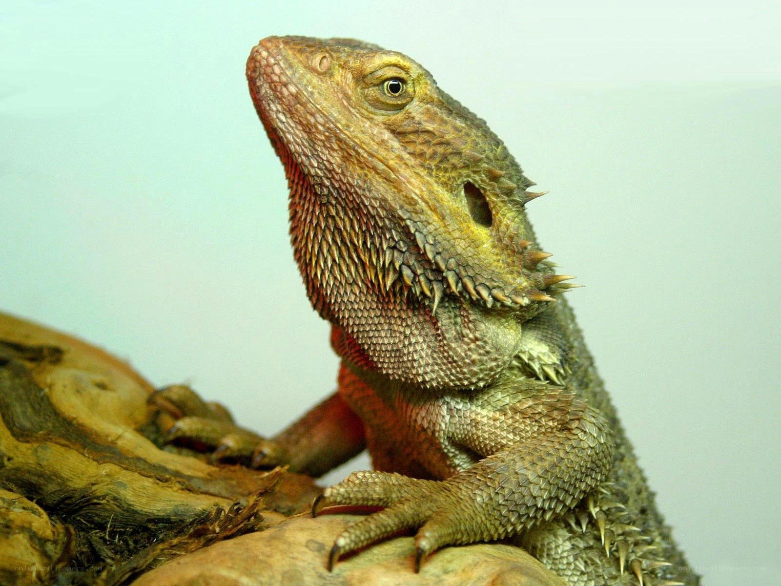 bearded dragon on a log