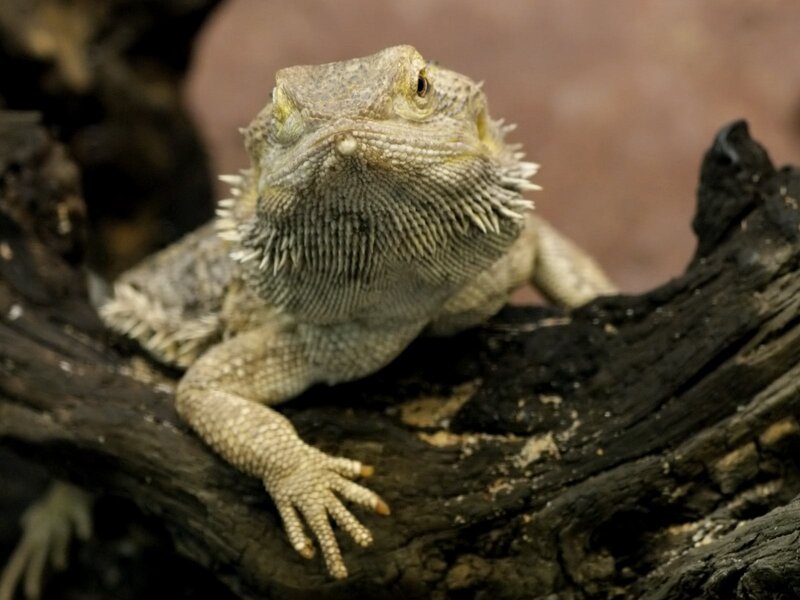 bearded dragon on a log
